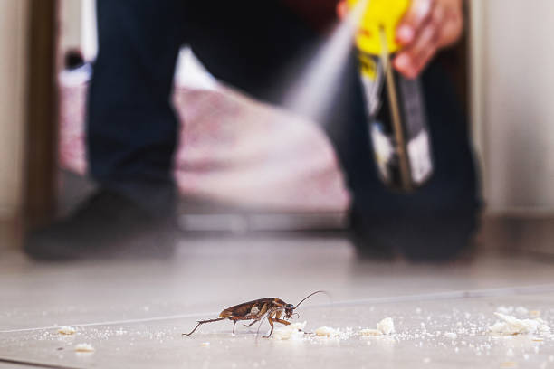 Best Bed Bug Extermination  in Raynham Center, MA
