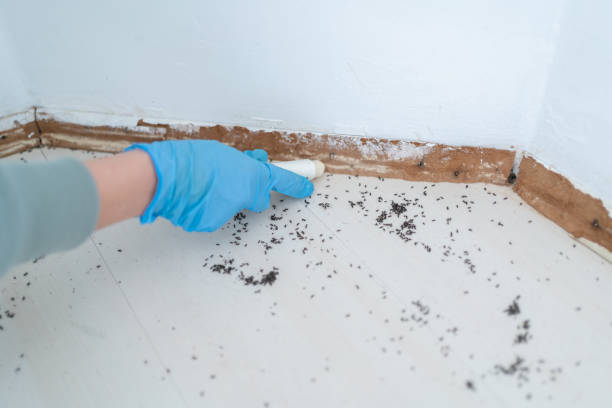 Best Wildlife Control Services  in Raynham Center, MA